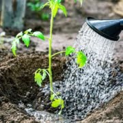 9 tips tegen droogte in de tuin