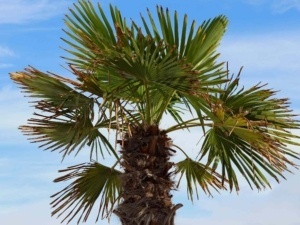 Mediterrane planten voor in uw tuin, waaronder de Chinese palmboom - Trachycarpus fortunei