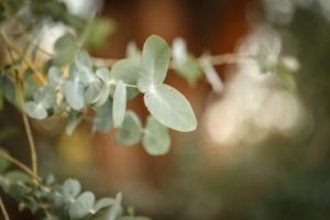 Mediterrane planten, waaronder de Eucalyptus - eucalyptus gunnii Azura