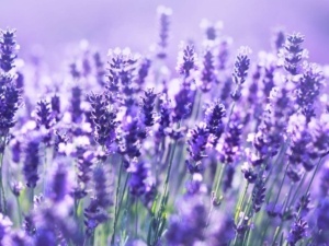 Lavendel- Lavandula angustifolia