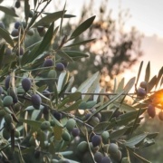 Mediterrane planten, waaronder de Olijfboom - Olea europea