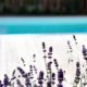 lavendel bij zwembad in tuin