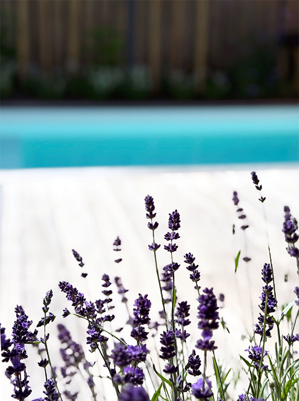 paarse lavendel